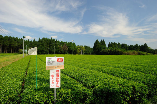 A certified organic tea field in Japan, with the JAS organic certification sign at the edge of the rows