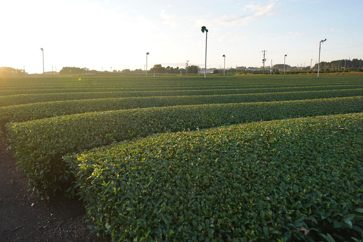 JAS certified organic matcha ceremonial grade from Kagoshima Japan