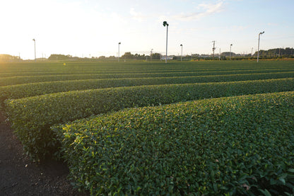 JAS certified organic matcha ceremonial grade from Kagoshima Japan